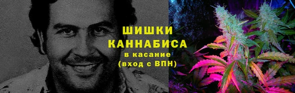 прущие грибы Куйбышев