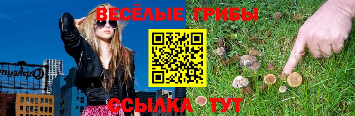 Галлюциногенные грибы Psilocybine cubensis Саяногорск